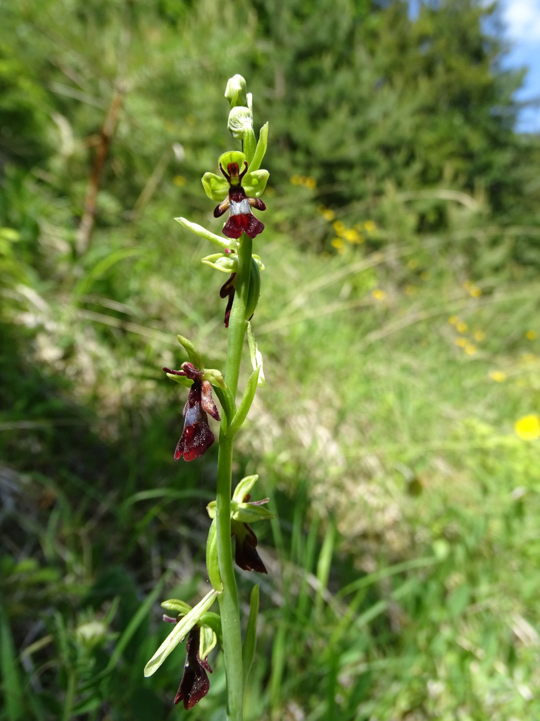 Ophrys insectifera_plesch2.jpg