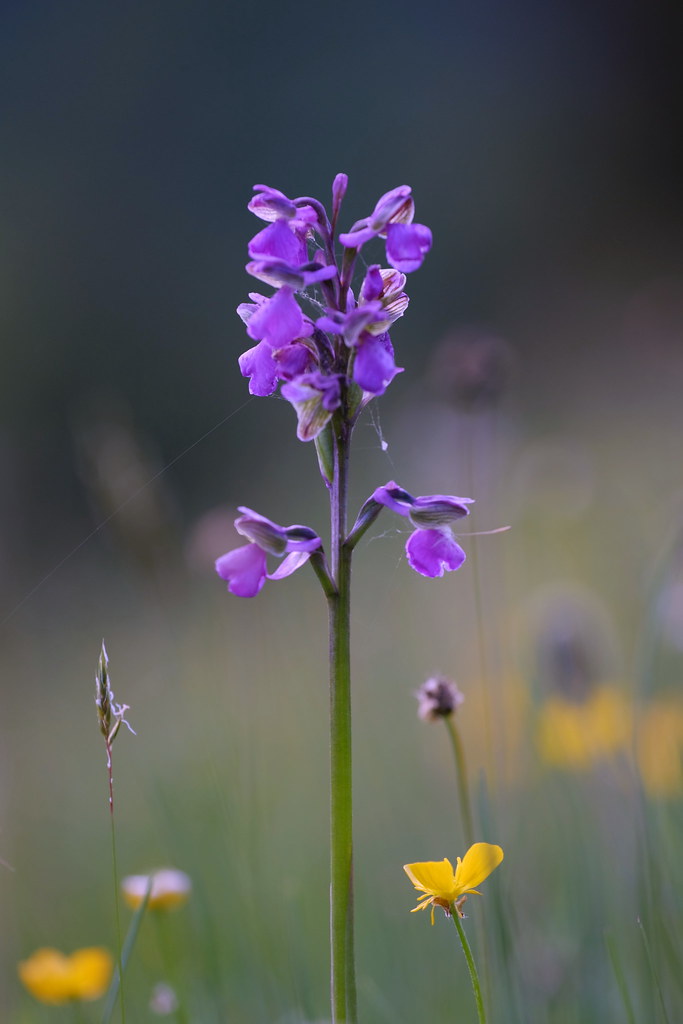 Anacamptis morio.jpg