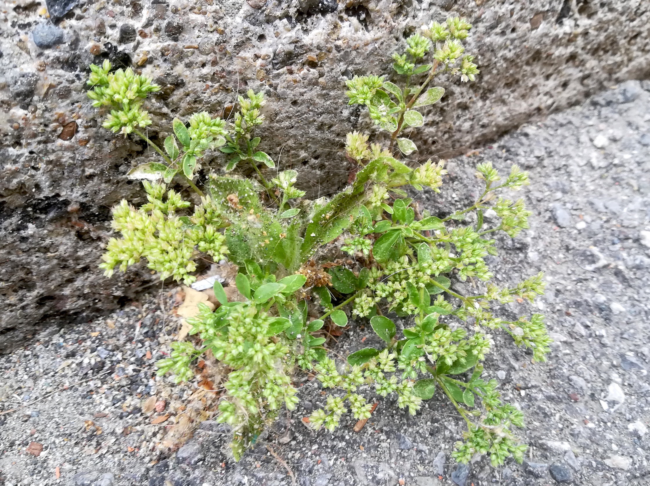 cf. polycarpon tetraphyllum livorno toskana mediterran italien_20220603_161435.jpg