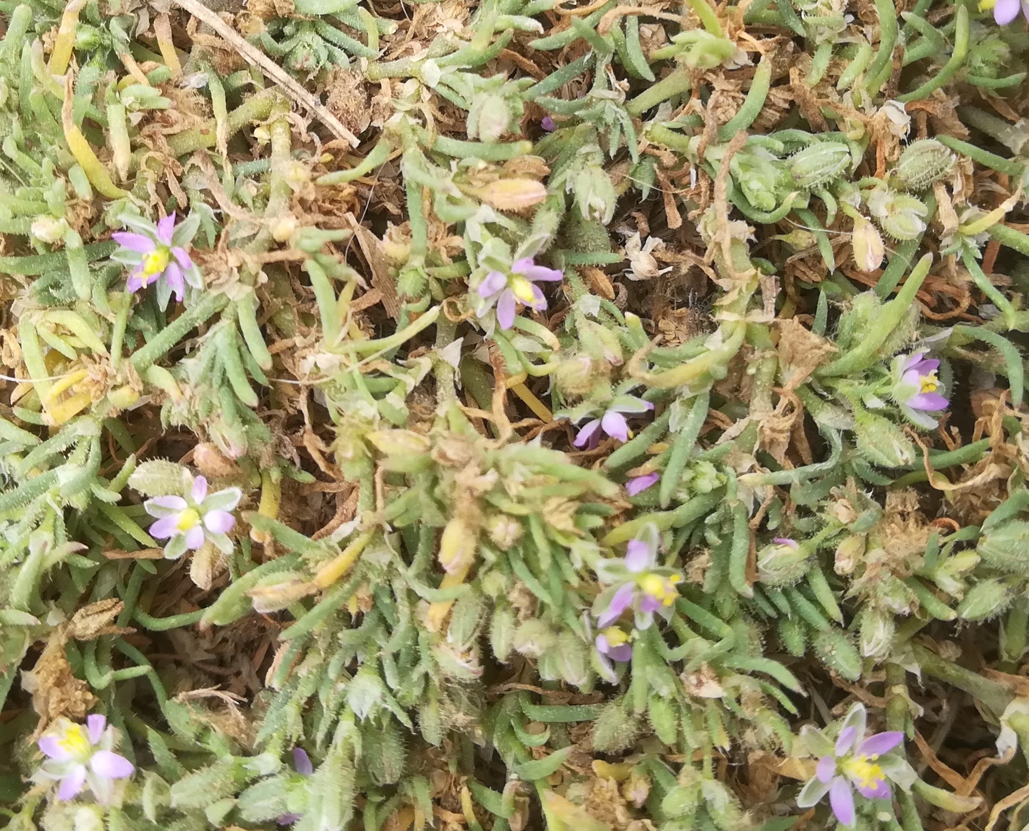 cf. spergularia sp. livorno toskana mediterran italien_20220603_144933.jpg