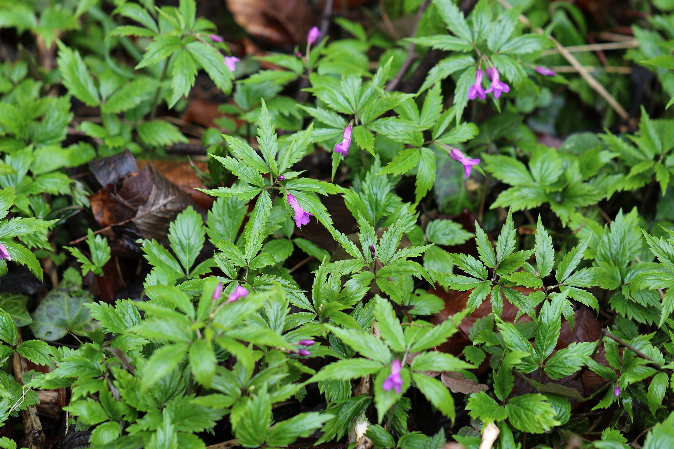 Cardamine glanduligera.St-Ehrenhausen 1.Apr.2018.JPG