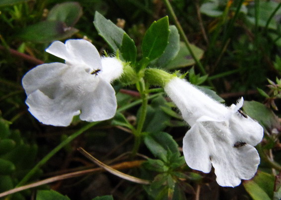 Alpensteinquendel .jpg