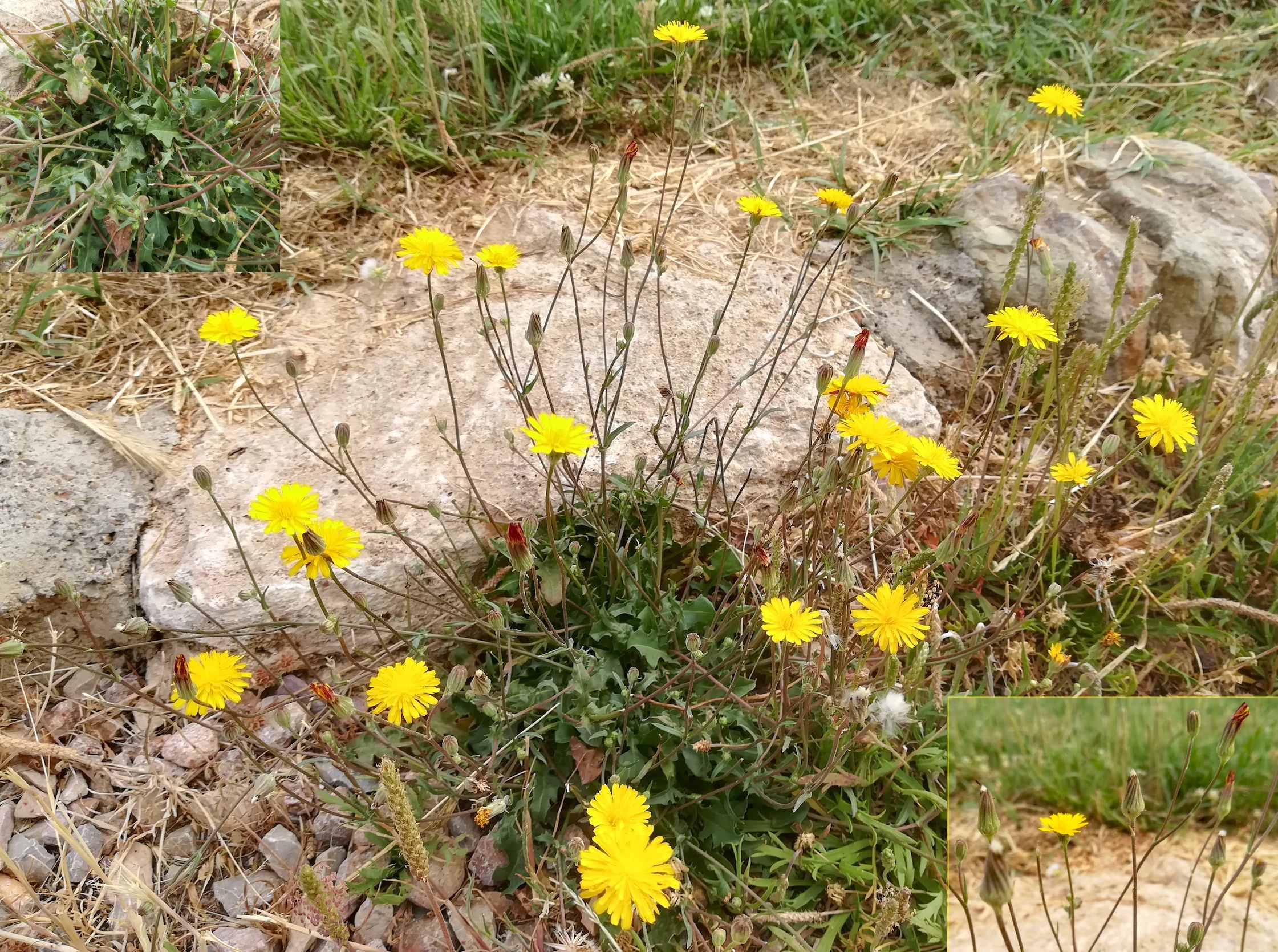 cf. crepis bursifolia livorno toskana mediterran italien_20220604_084012.jpg