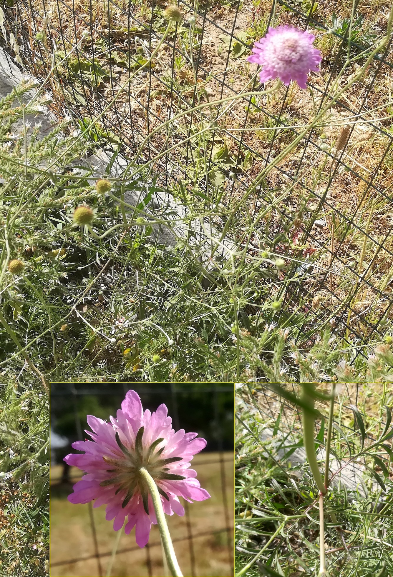 cf. scabiosa atropurpurea livorno toskana mediterran italien_20220604_093730.jpg