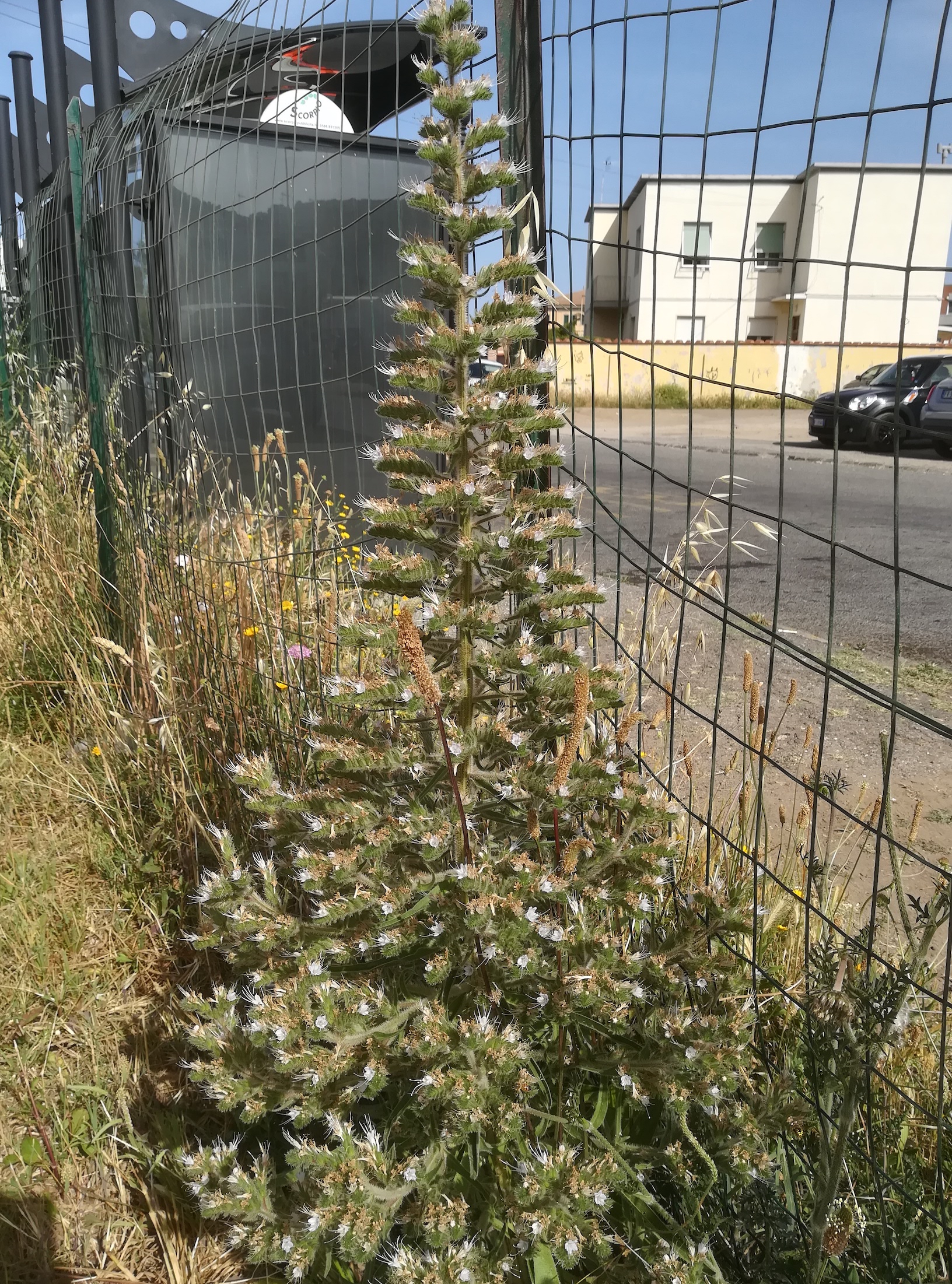 echium italicum subsp. italicum livorno toskana mediterran italien_20220604_093825.jpg