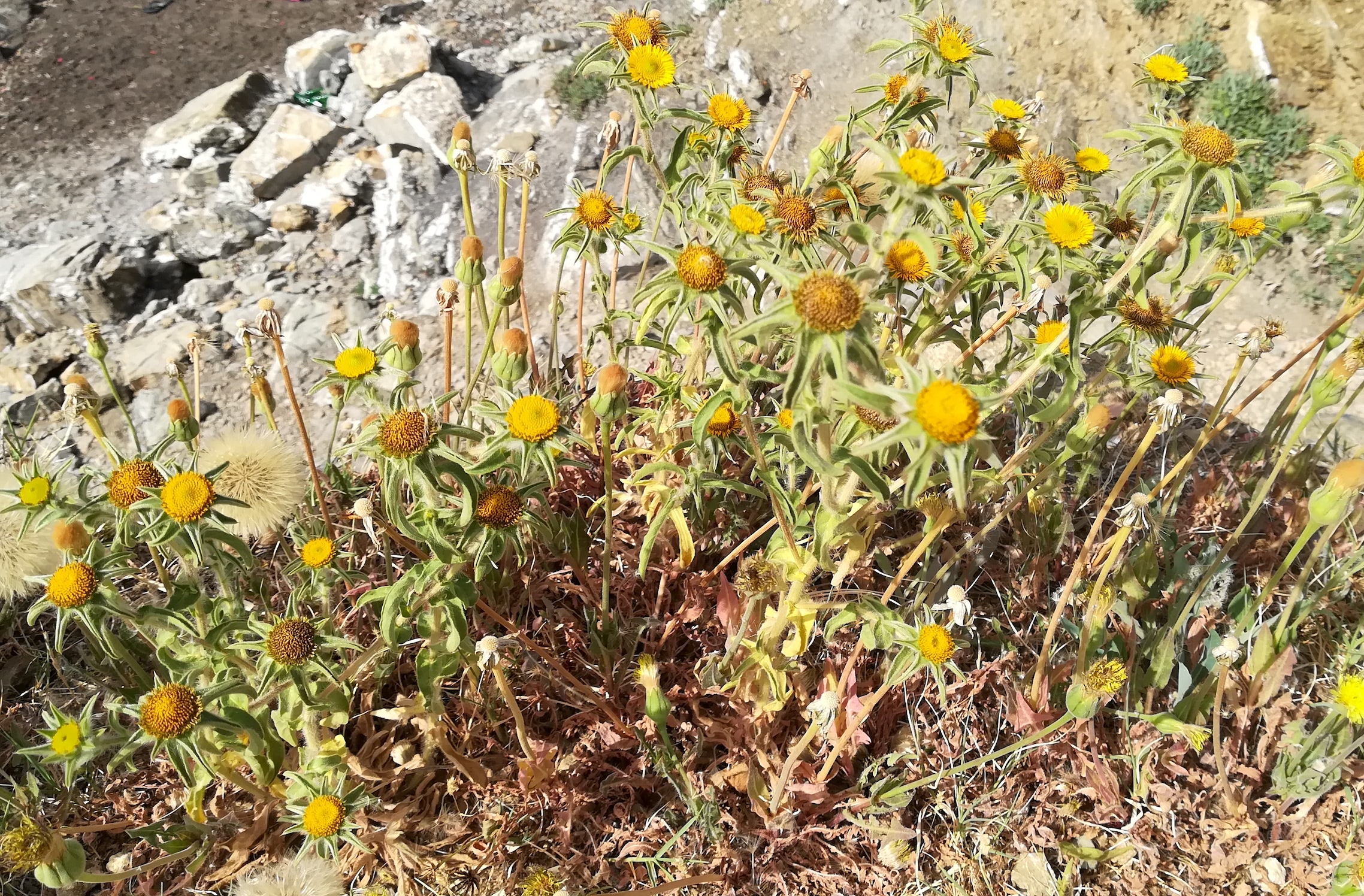 pallenis spinosa et urospermum dalechampii livorno toskana mediterran italien_20220605_100839.jpg