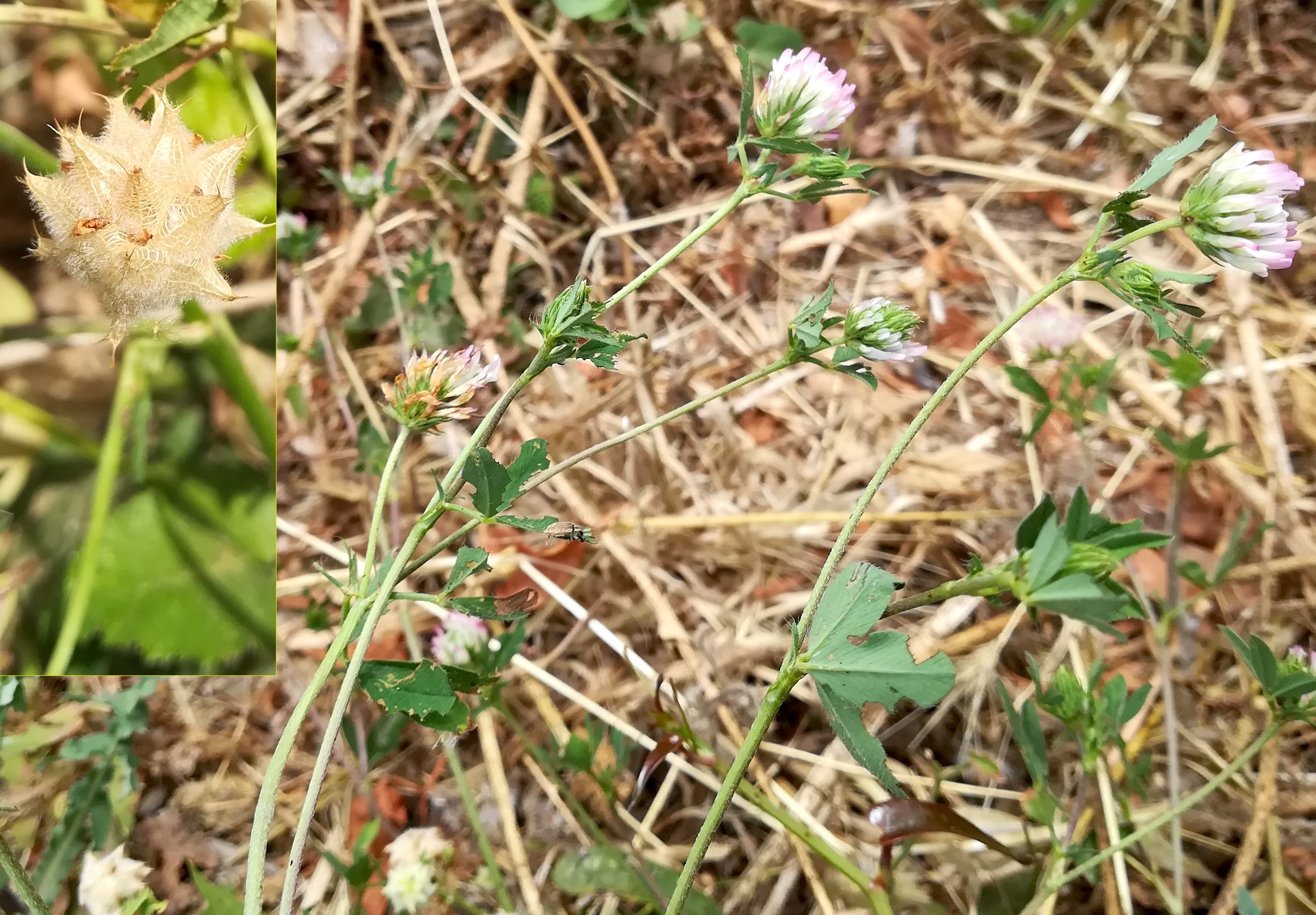 trifolium resupinatum livorno toskana mediterran italien_20220604_140833.jpg