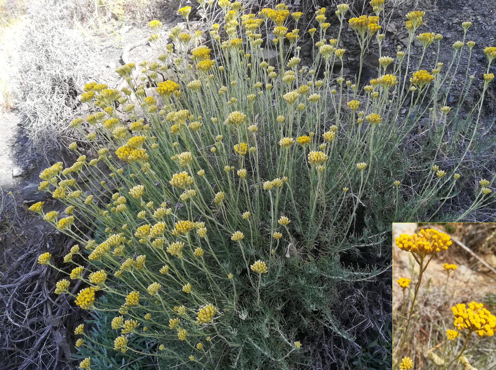 helichrysum stoechas livorno toskana mediterran italien_20220604_094136.jpg