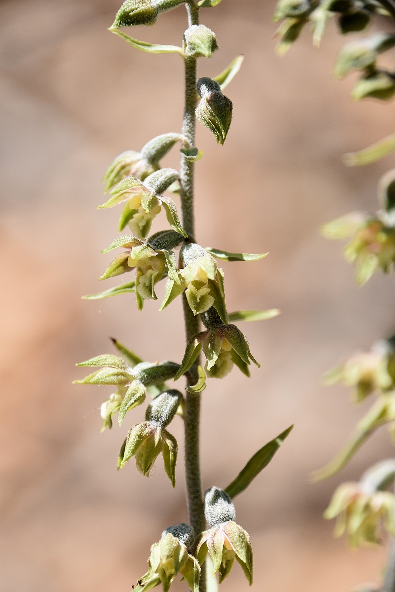 W23 - 03062022 - (10) - Epipactis microphylla - Kleinblatt-Ständelwurz.JPG