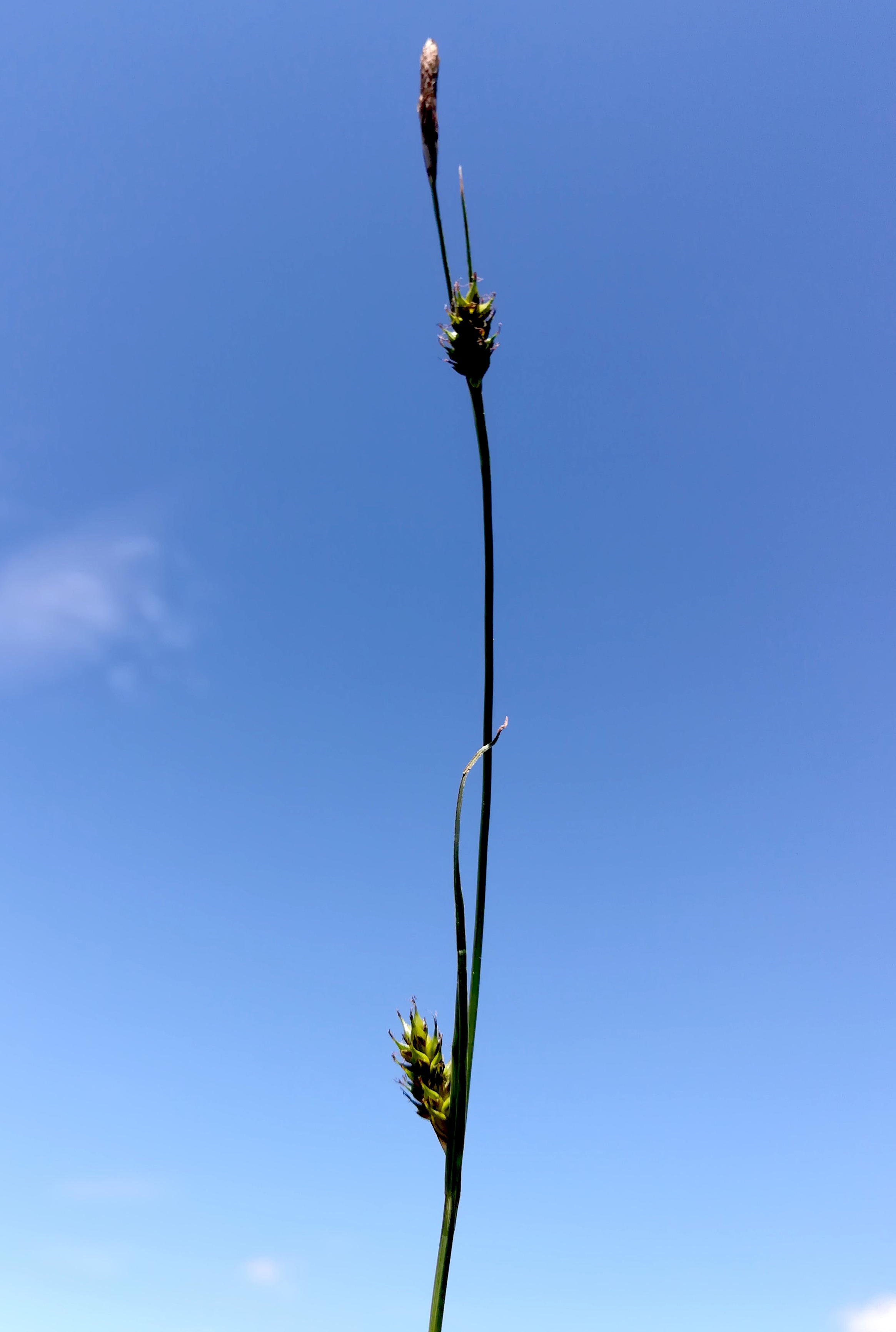 carex cf. hostiana brunnlust_20220522_132620.jpg