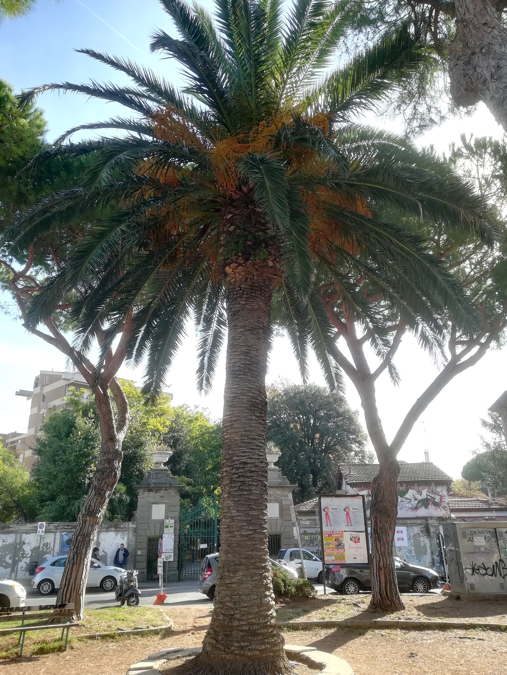 phoenix canariensis kult. livorno toskana italien_20211029_112435.jpg