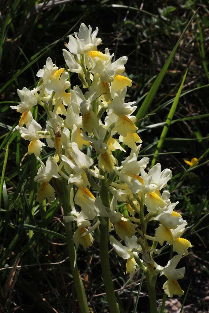 2 k-Orchis pauciflora.JPG