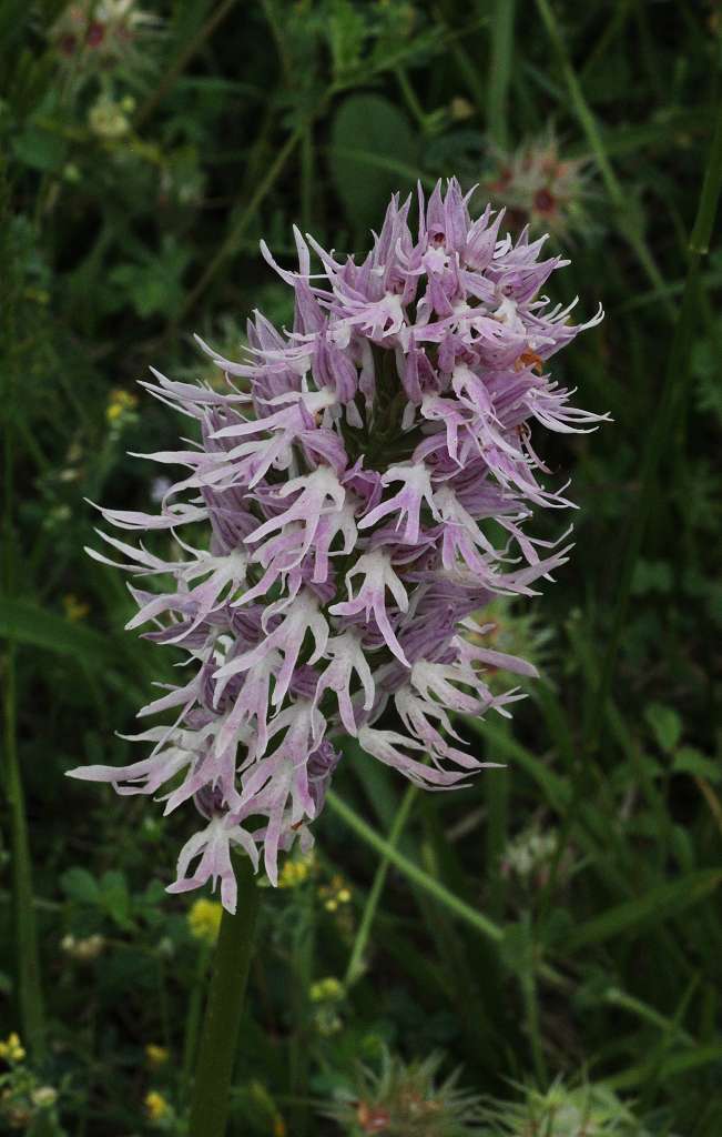 3 k-Orchis italica.JPG