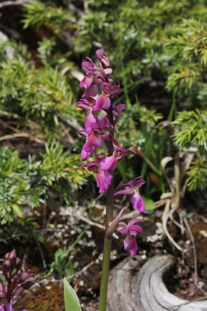 4 Orchis spitzelii x O. pallens.JPG