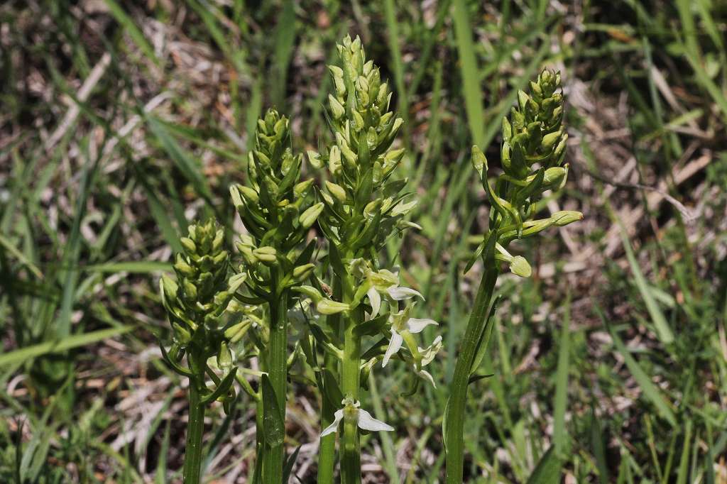 6 k-Platanthera algeriensis.JPG