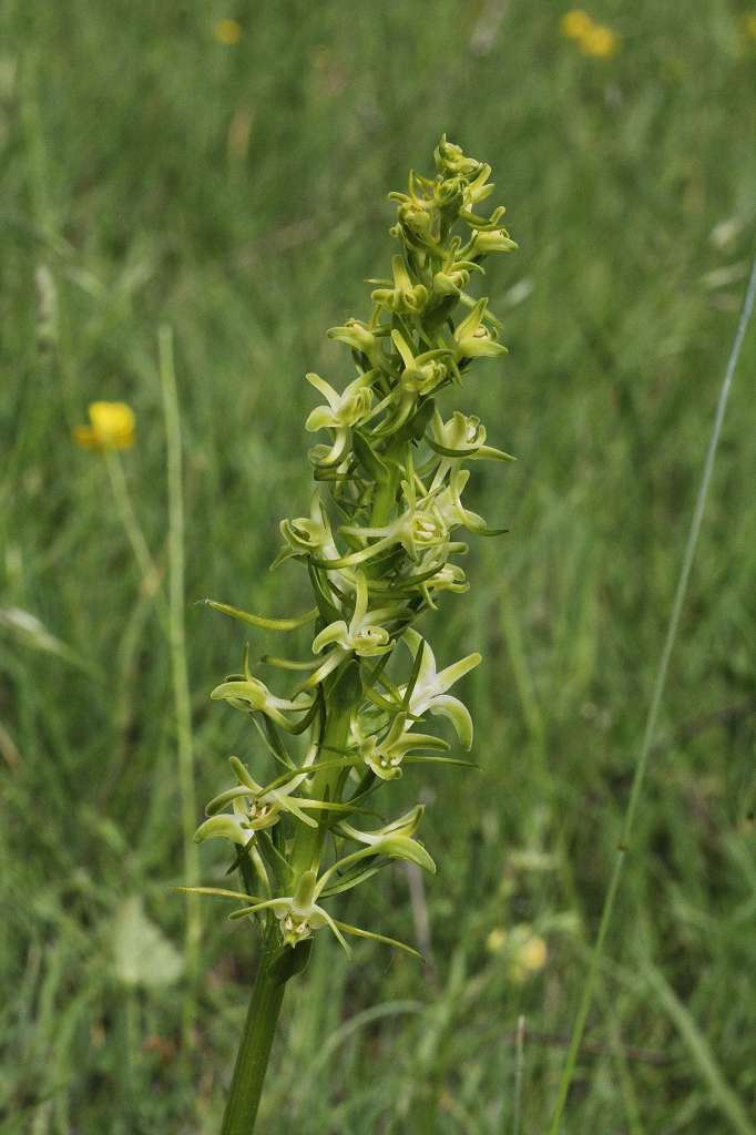 7 k-Platanthera bifolia ssp. osca.JPG