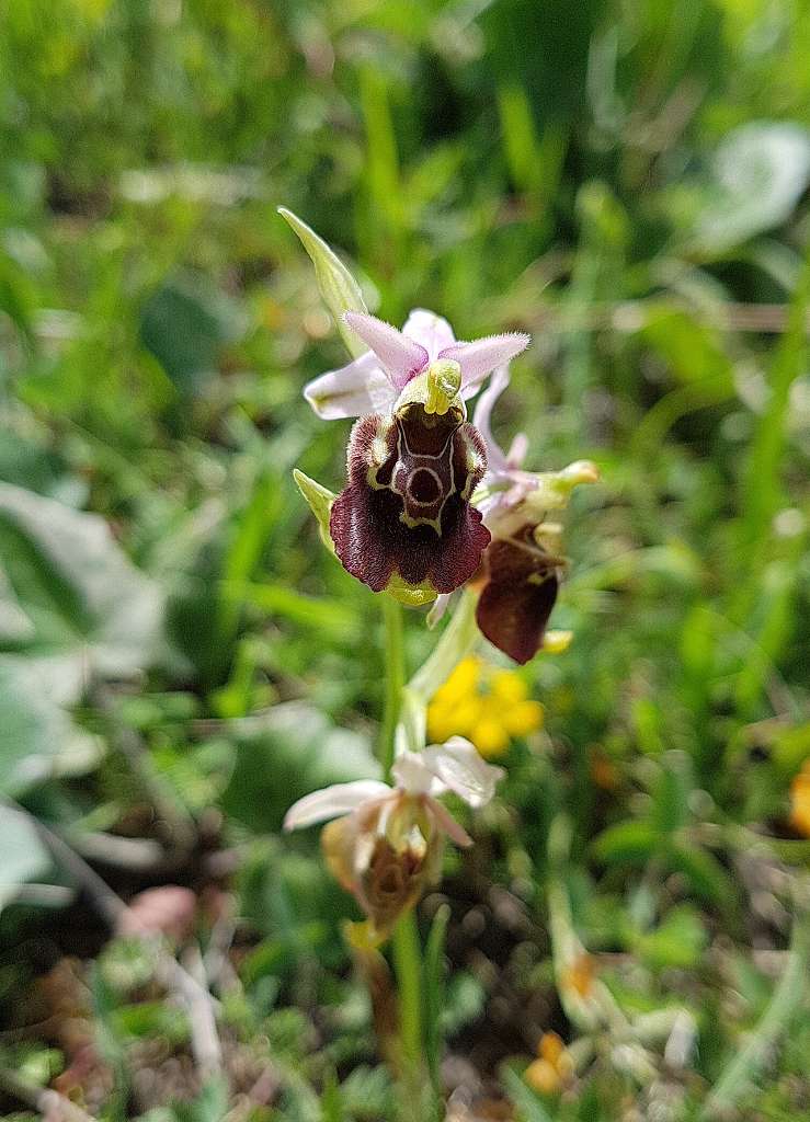 8 Ophrys apulica.jpg