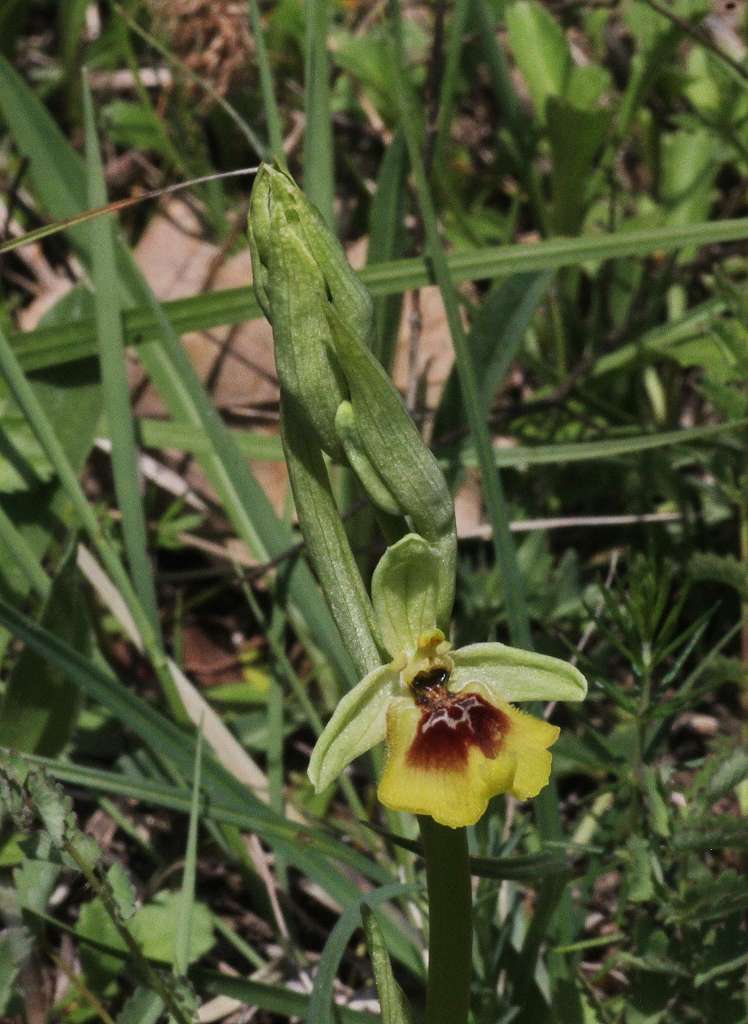9 k-Ophrys lacaitae.JPG