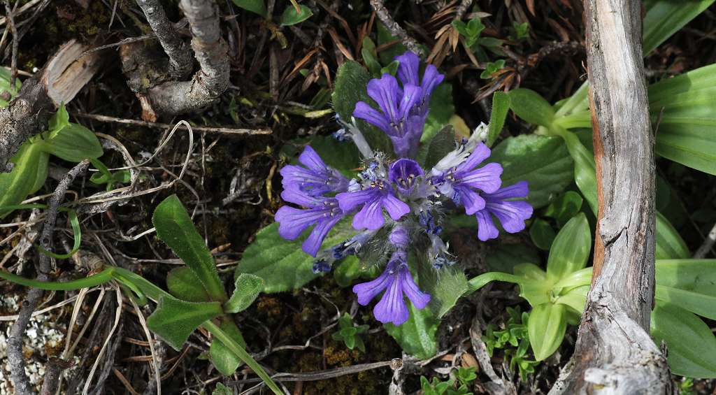 1 k-Ajuga tenorii.JPG