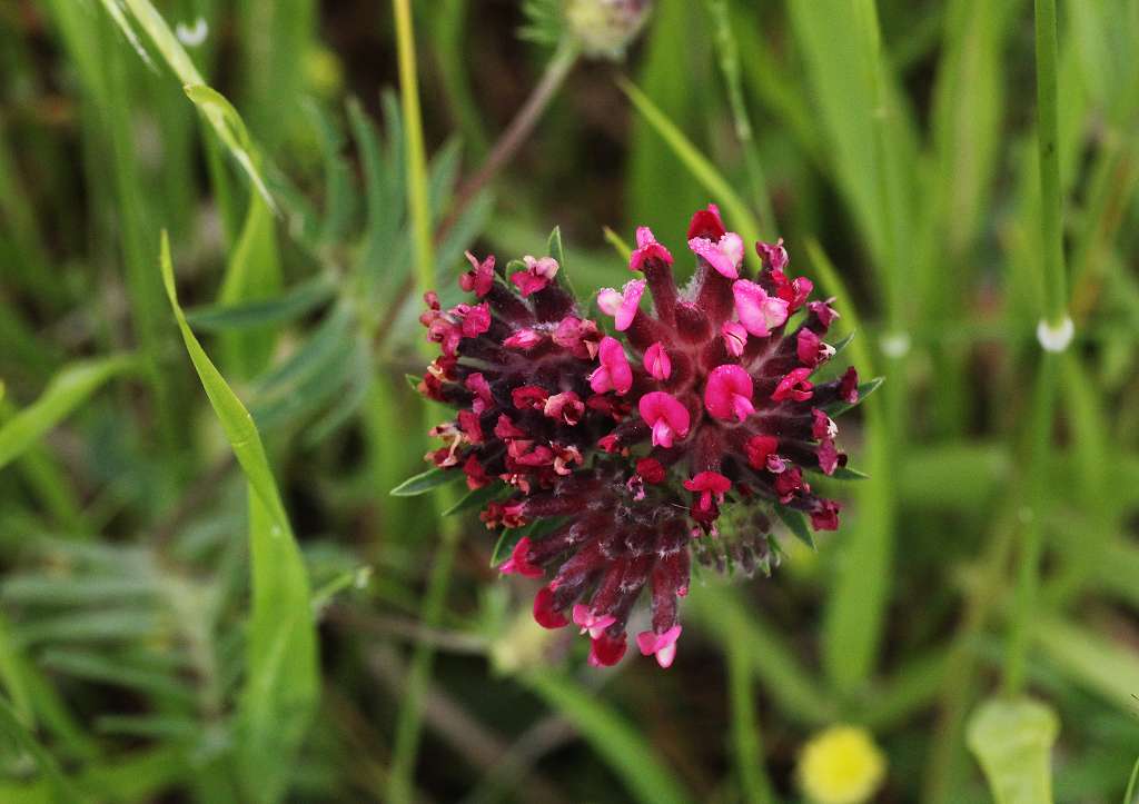 2 k-Anthyllis vulneraria ssp. rubriflora.JPG