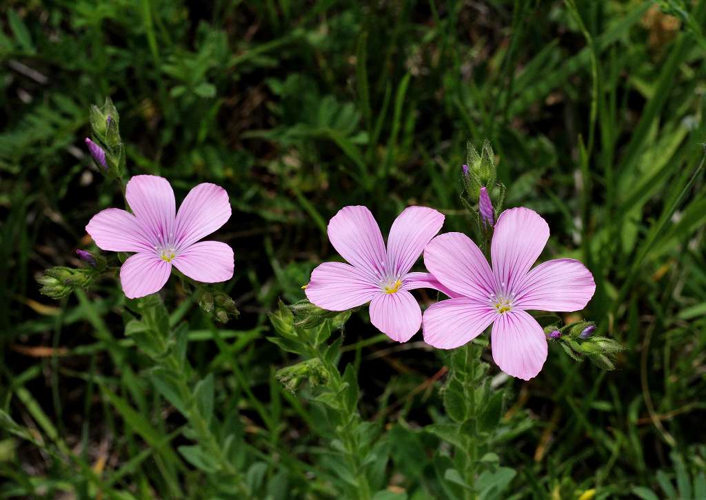 4 k-Linum viscosum.JPG