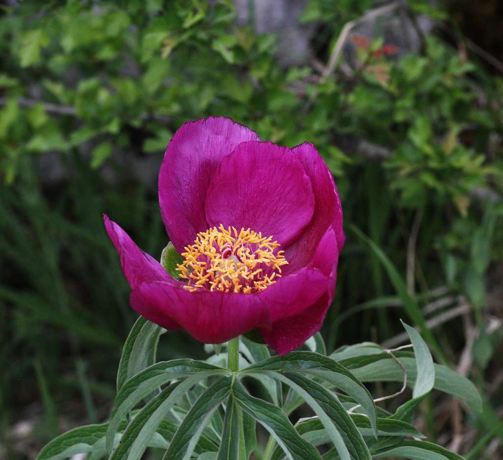 5 k-Paeonia officinalis ssp. villosa.JPG