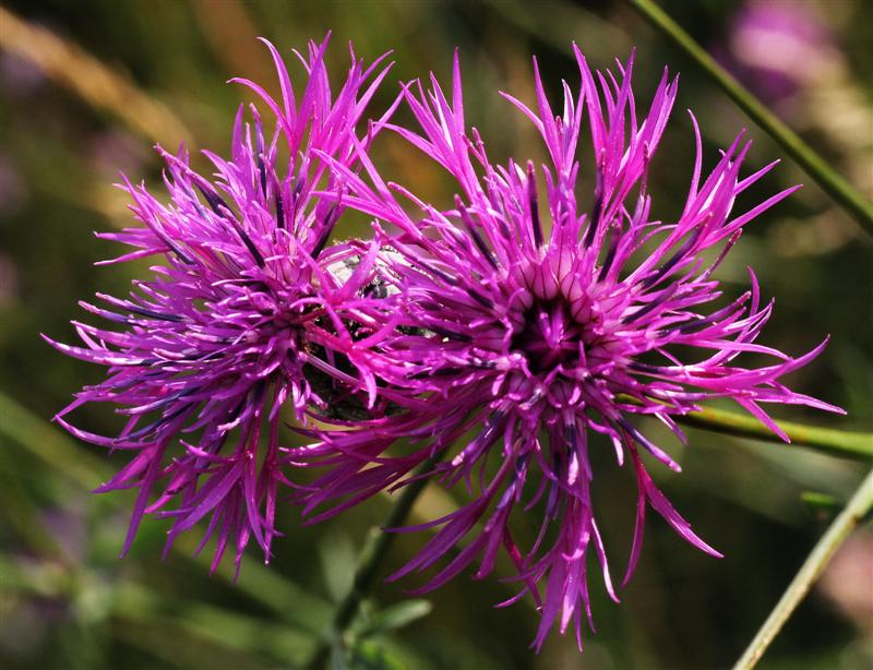 Scabiosen-Flockenbl..jpg