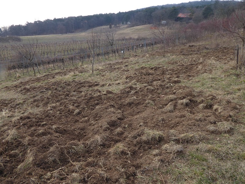 k-P1000093.JPG