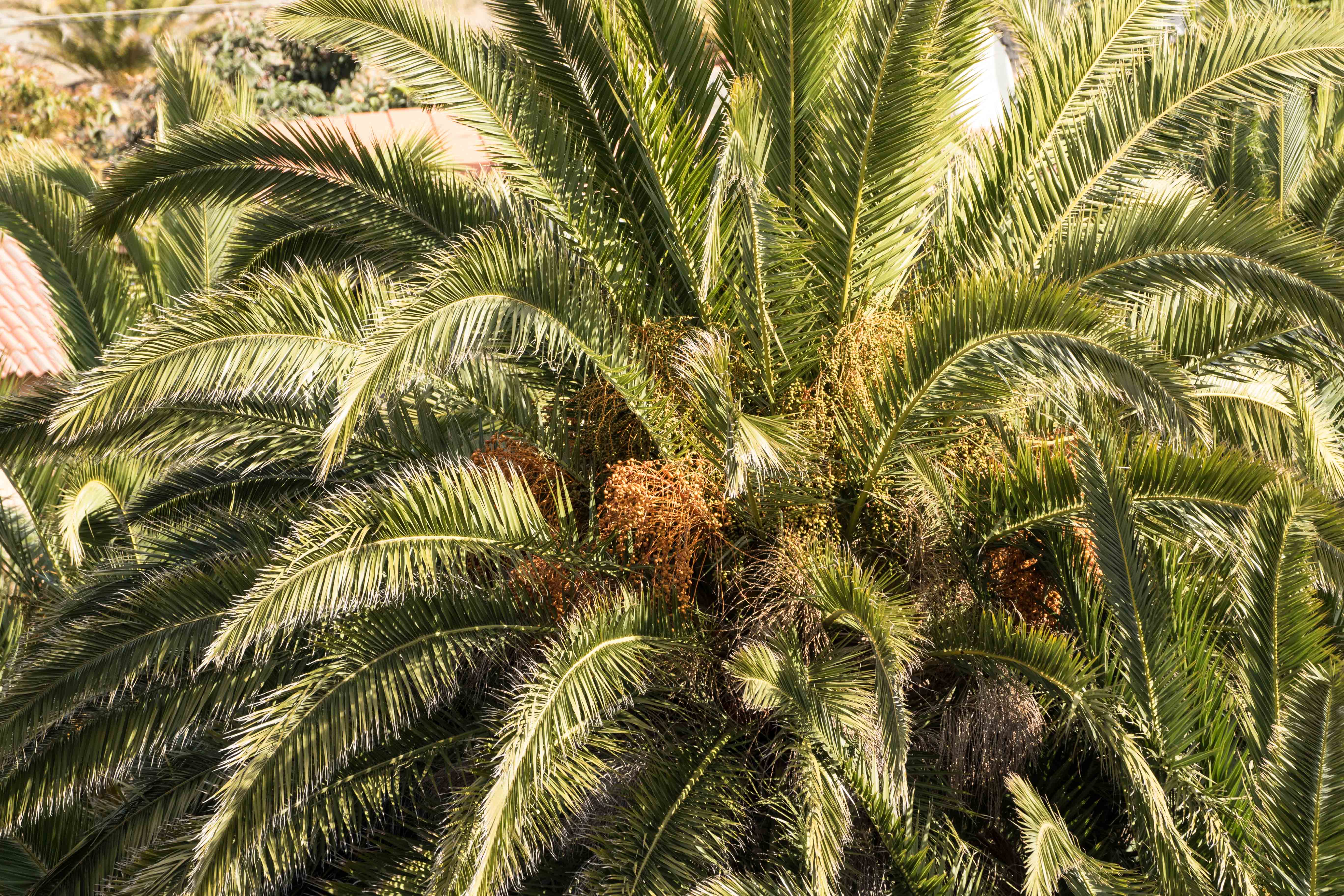 Phoenix_canariensis.jpg