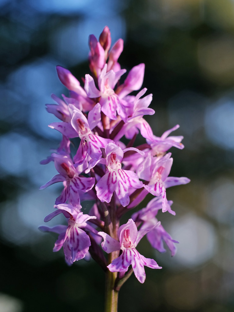 Dactylorhiza fuchsii_plesch.jpg