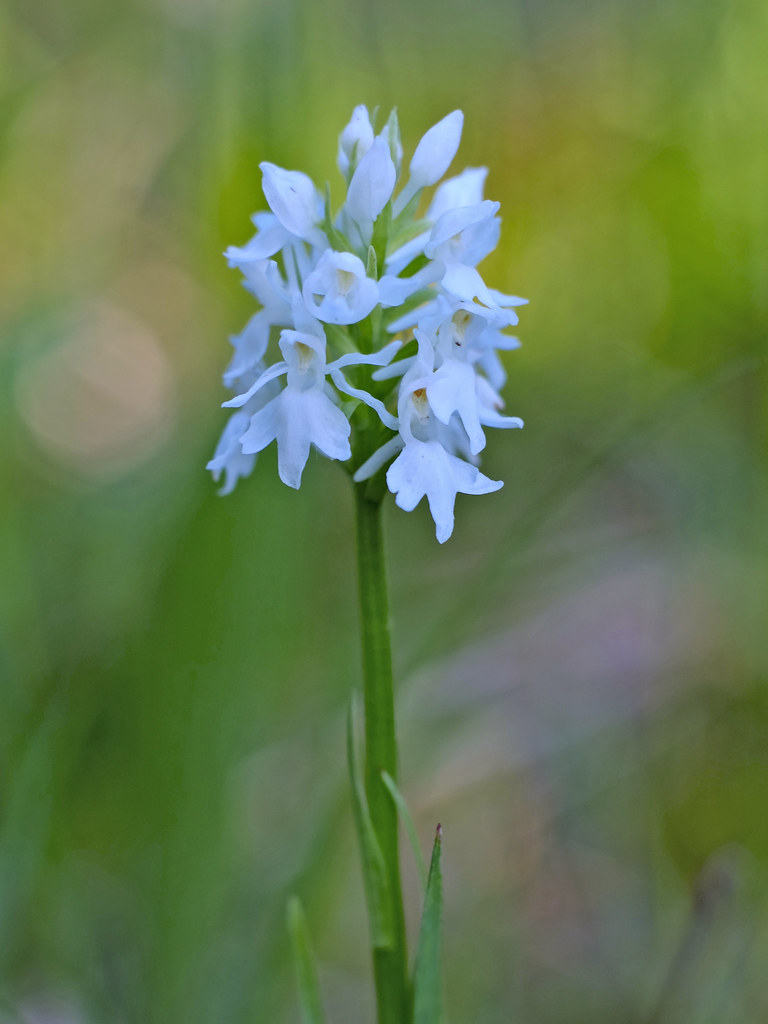 Dactylorhiza fuchsii_alba_plesch.jpg