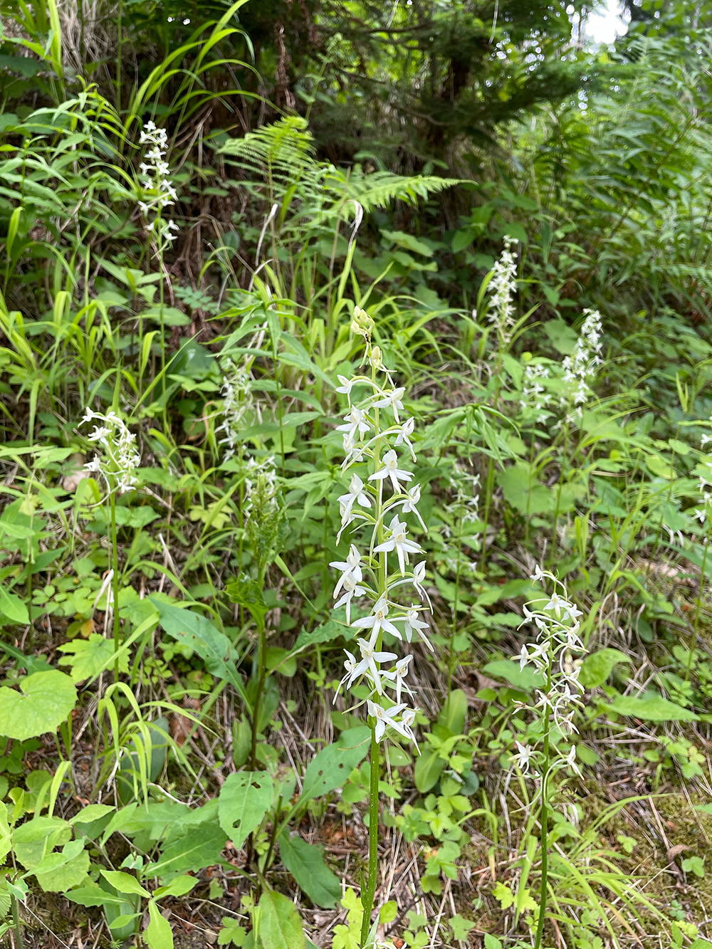 Platanthera bifolia_trahuetten.jpg