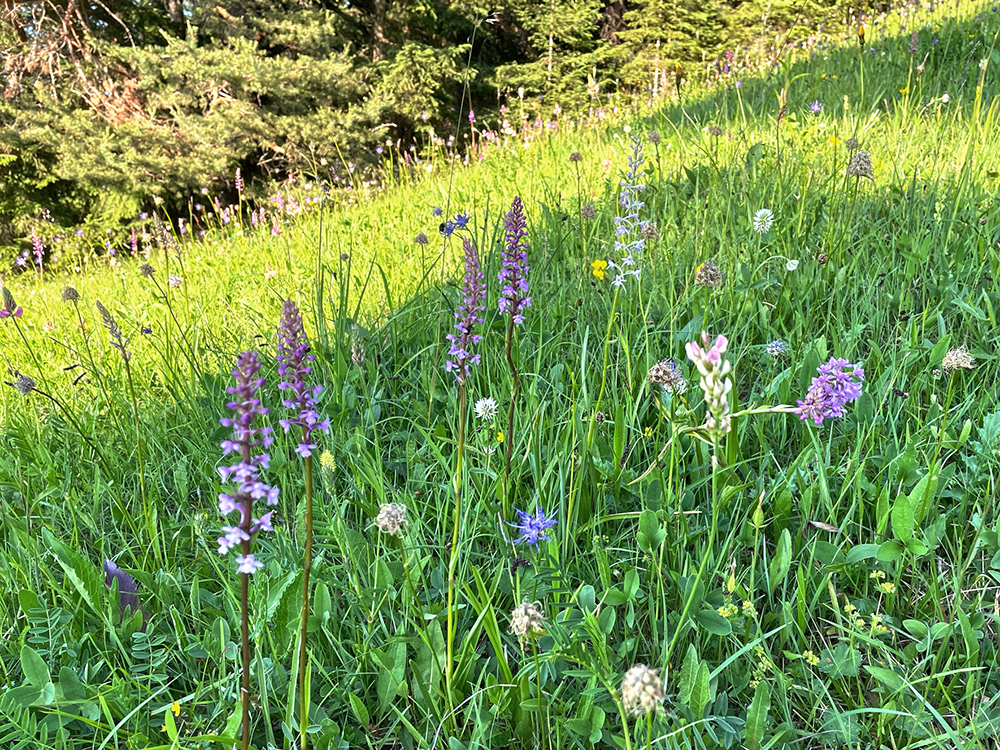 wiese pleschkogel.jpg