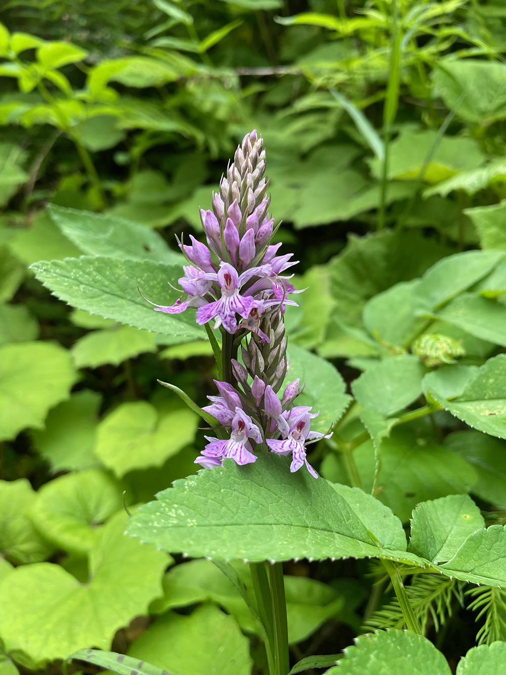 Dactylorhiza fuchsii_trahuetten.jpg