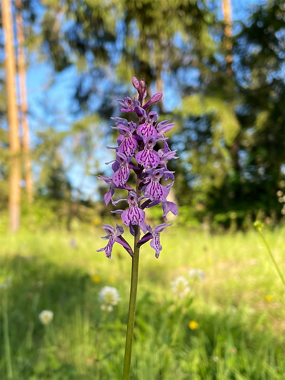 Dactylorhiza fuchsii2_plesch.jpg