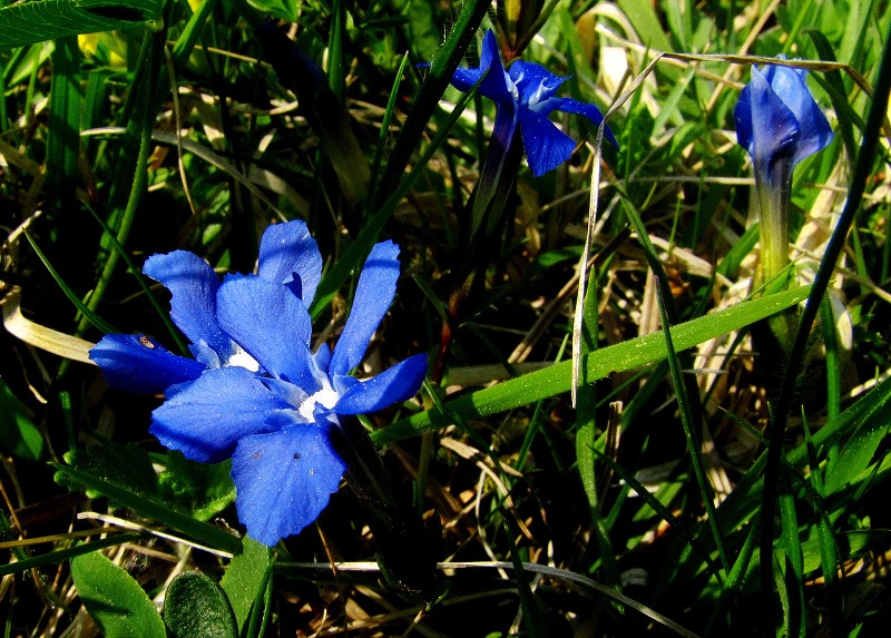 k-Gentiana Verna.JPG