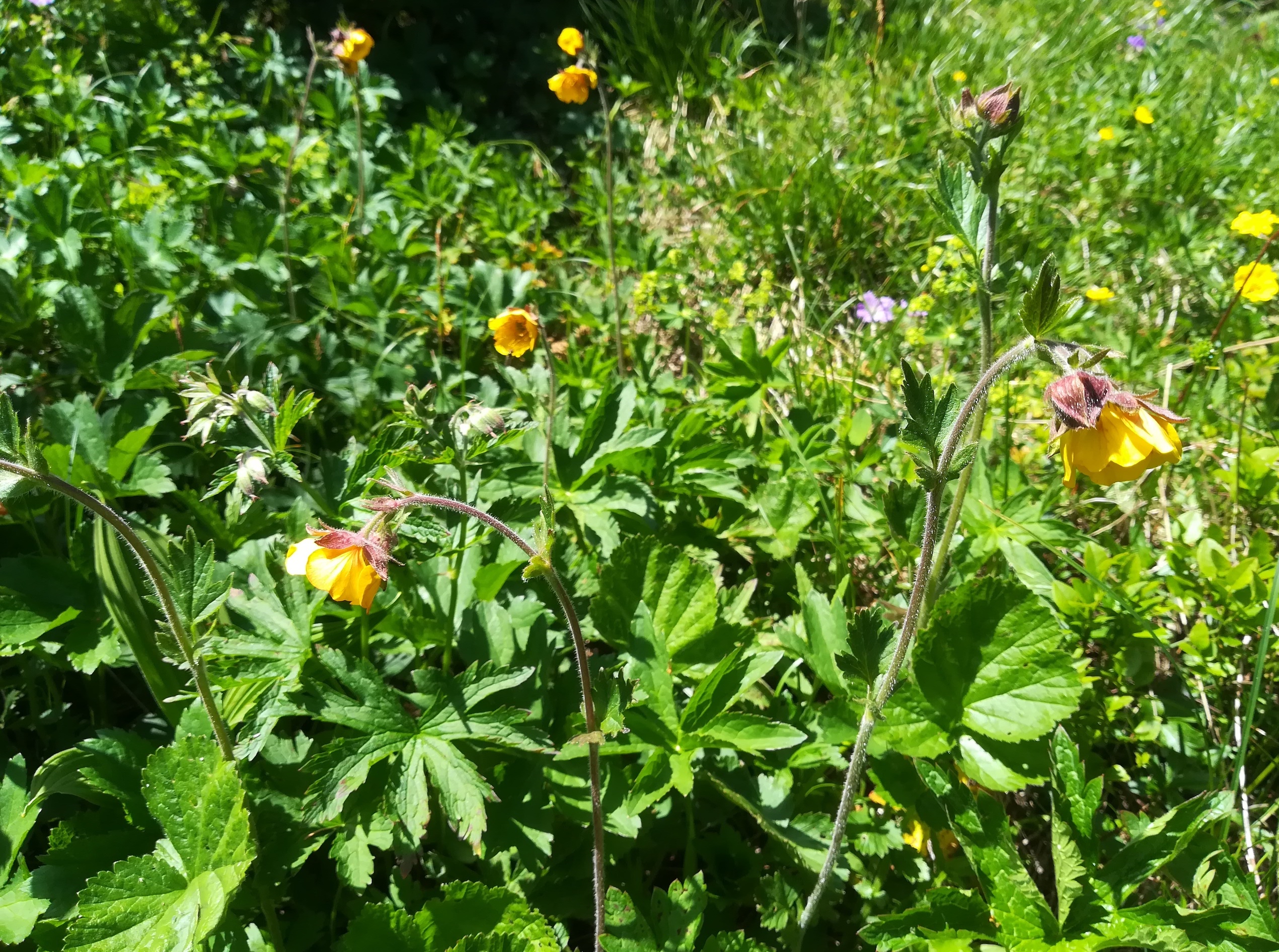 geum cf. rivale x montanum W bergstation rax_20220618_143130.jpg