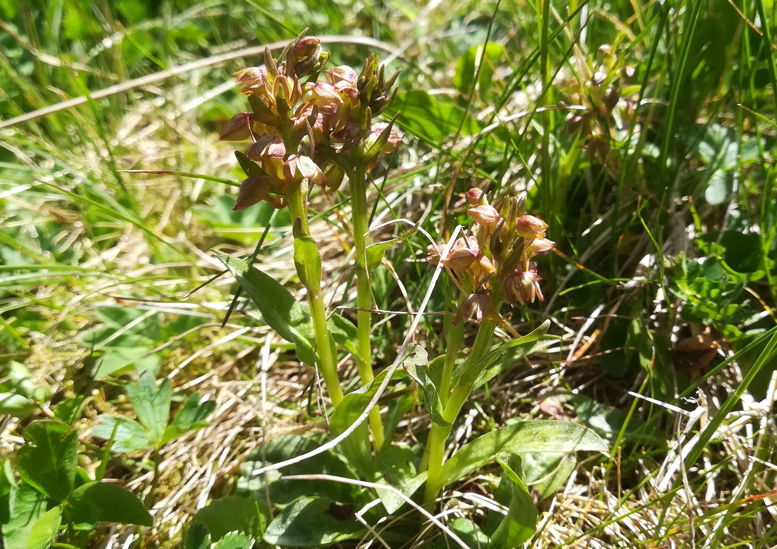 cf. coeloglossum viride schneetälchen W otto-haus rax_20220618_131156.jpg