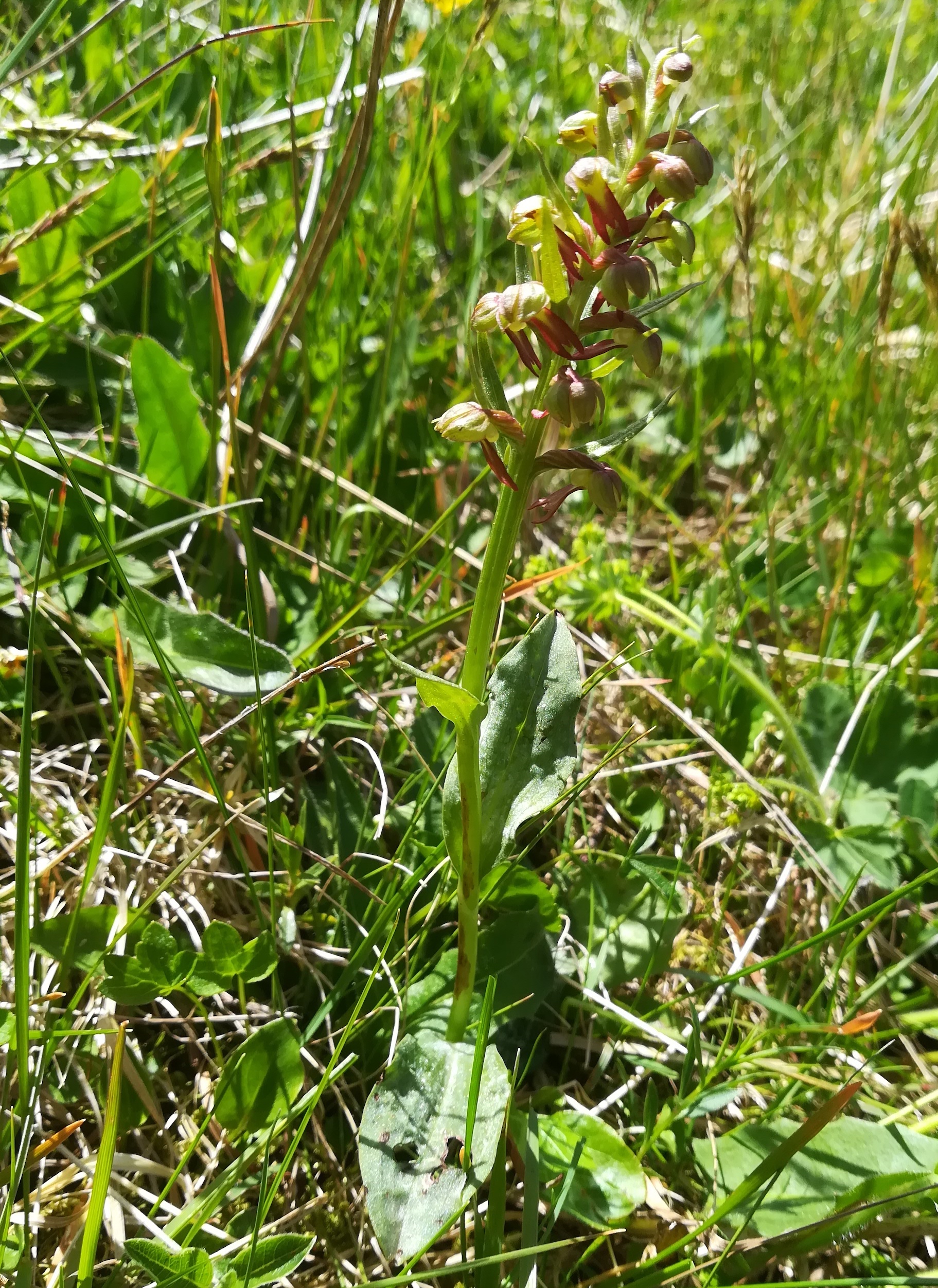 cf. coeloglossum viride schneetälchen W otto-haus rax_20220618_133549.jpg