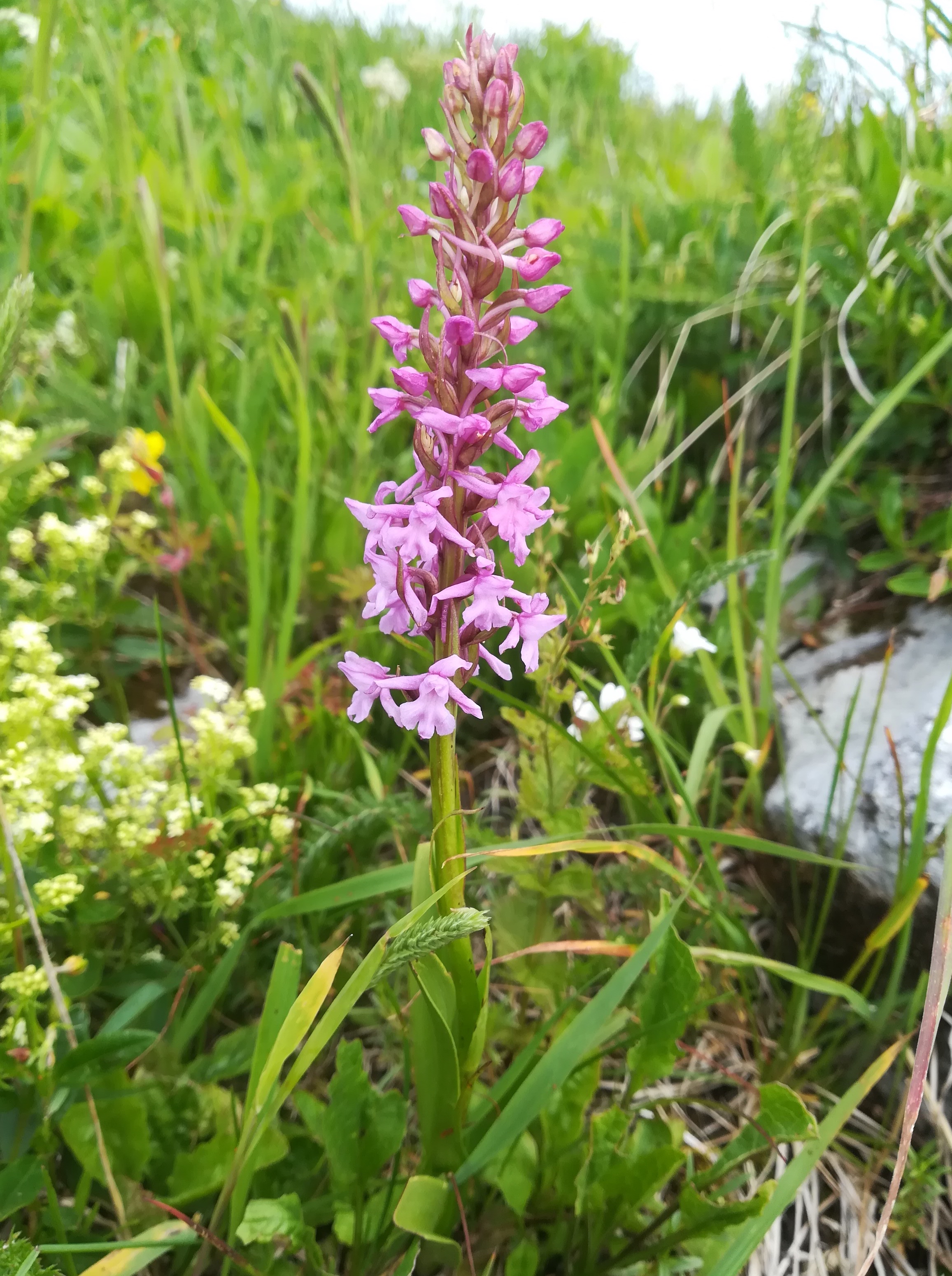 gymnadenia conopsea s. lat. törlweg zw. bergstation seilbahn und törlkopf rax_20220618_093044.jpg