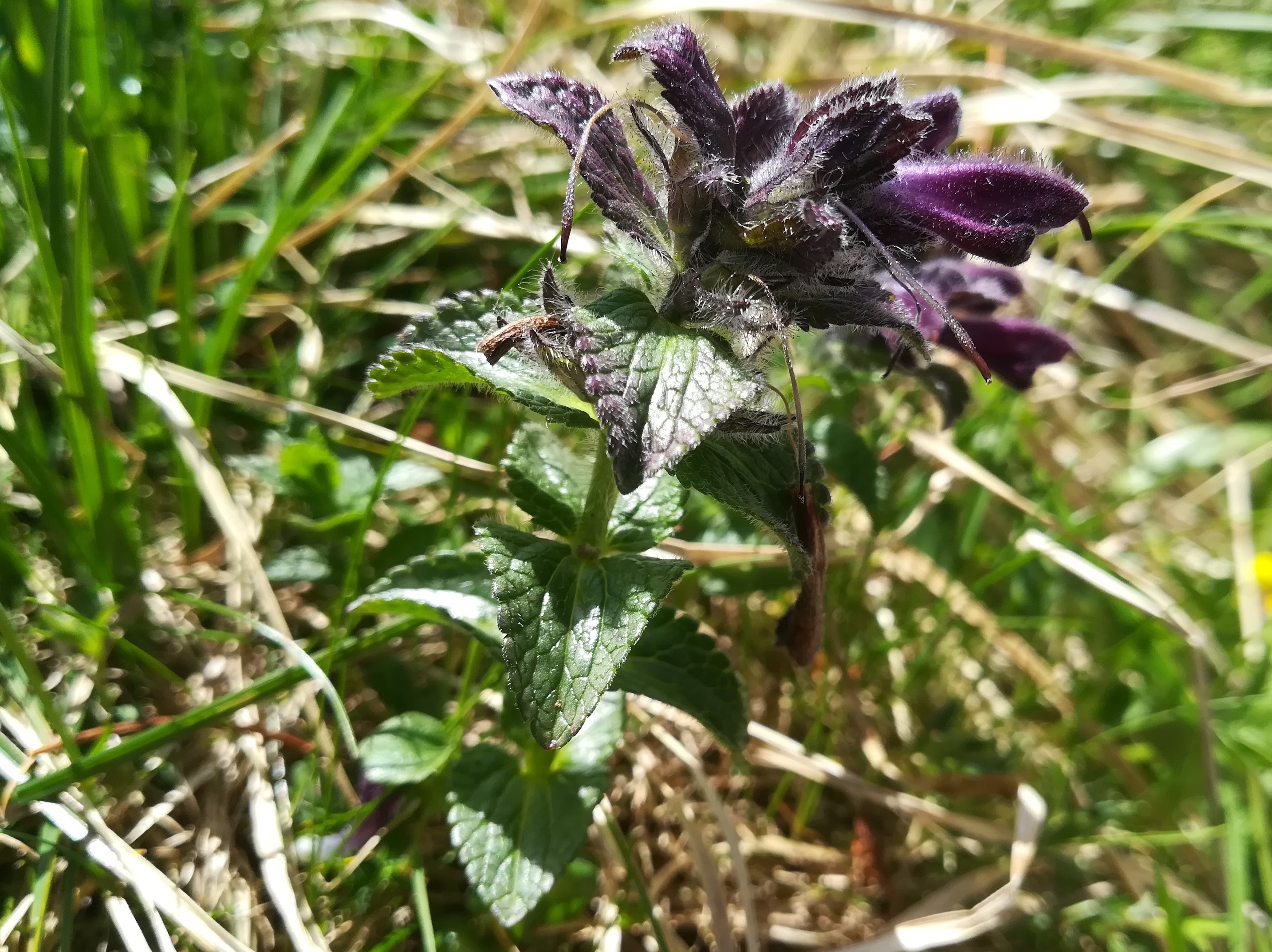 bartsia alpina schneetälchen W otto-haus rax_20220618_134213.jpg