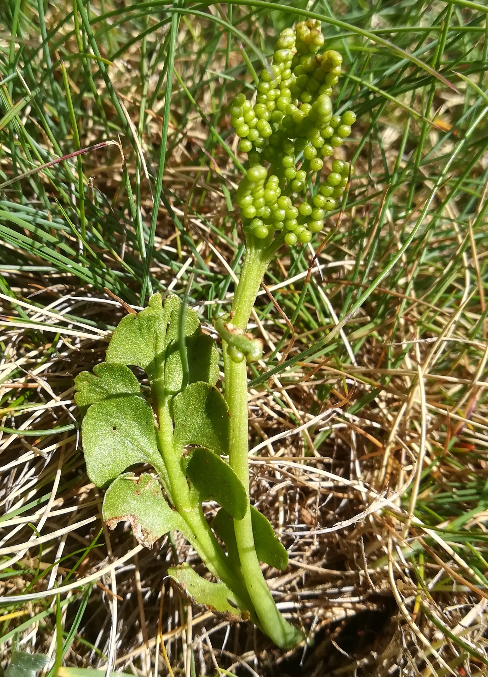 botrychium lunaria törlweg zw. bergstation seilbahn und törlkopf rax_20220618_110623.jpg