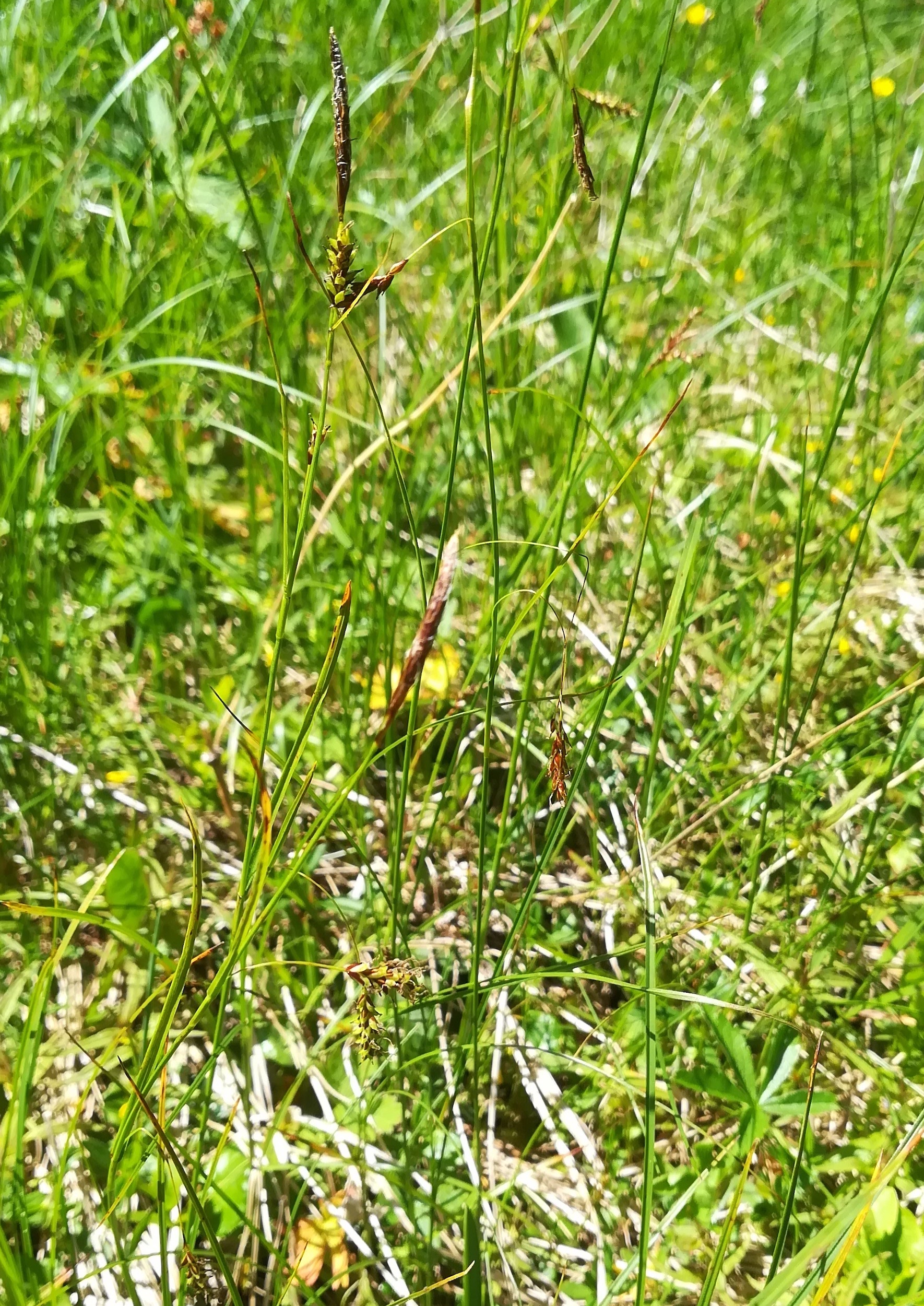 carex cf. ferruginea W bergstation rax_20220618_143234.jpg