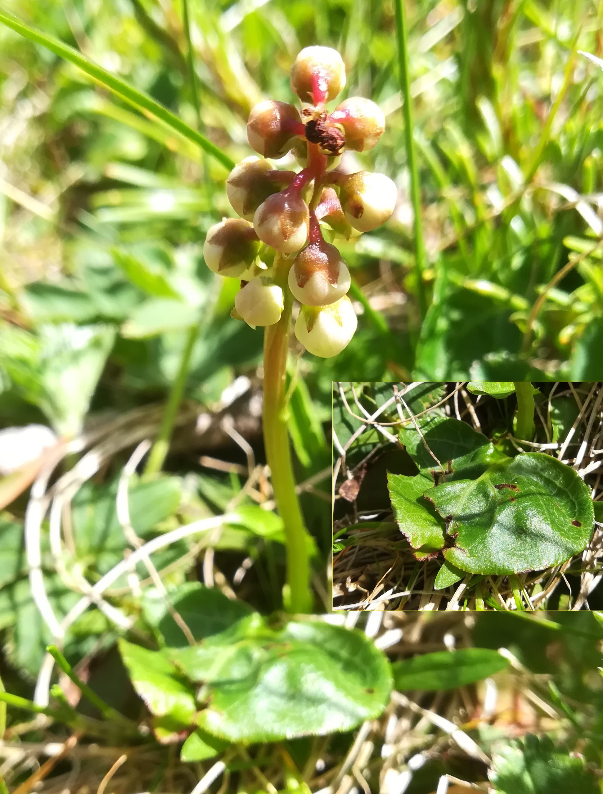 cf. pyrola minor schneetälchen W otto-haus rax_20220618_125827.jpg