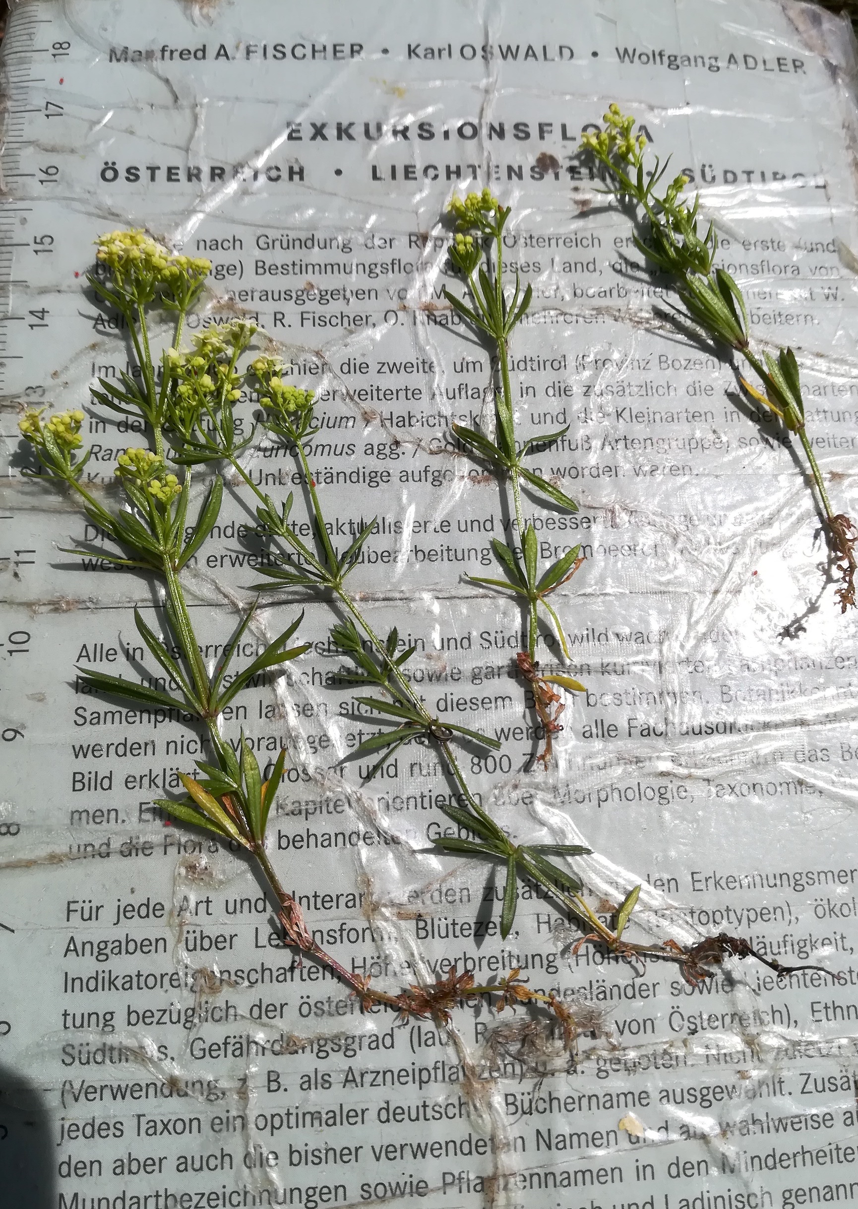 galium anisophyllon törlweg zw. bergstation seilbahn und törlkopf rax_20220618_112253.jpg