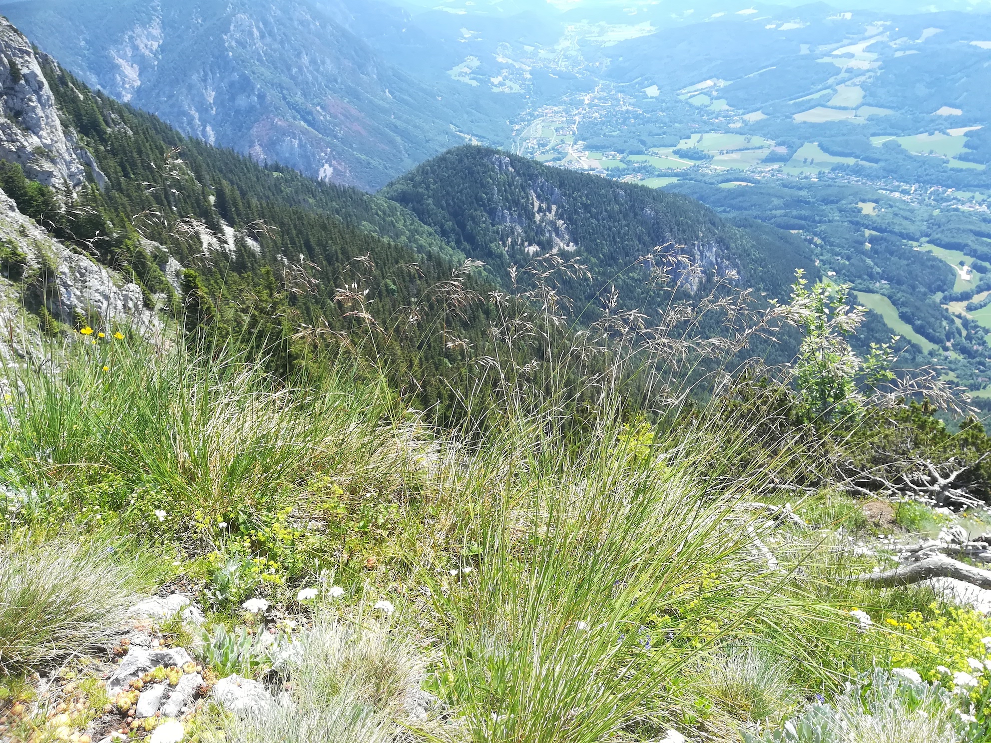 helictotrichon parlatorei törlweg zw. bergstation seilbahn und törlkopf rax_20220618_113117.jpg