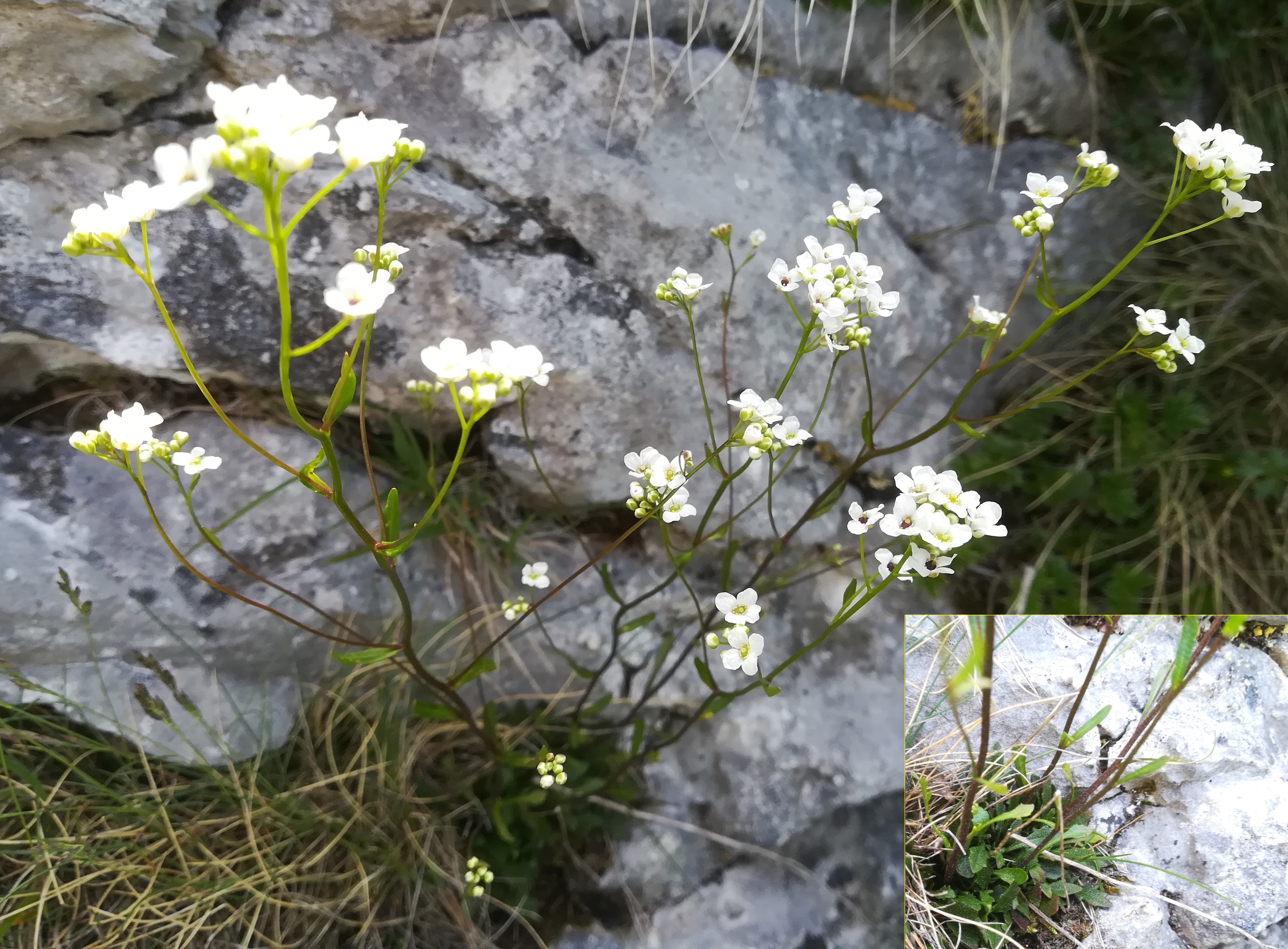 kernera saxatilis törlweg zw. bergstation seilbahn und törlkopf rax_20220618_103006.jpg