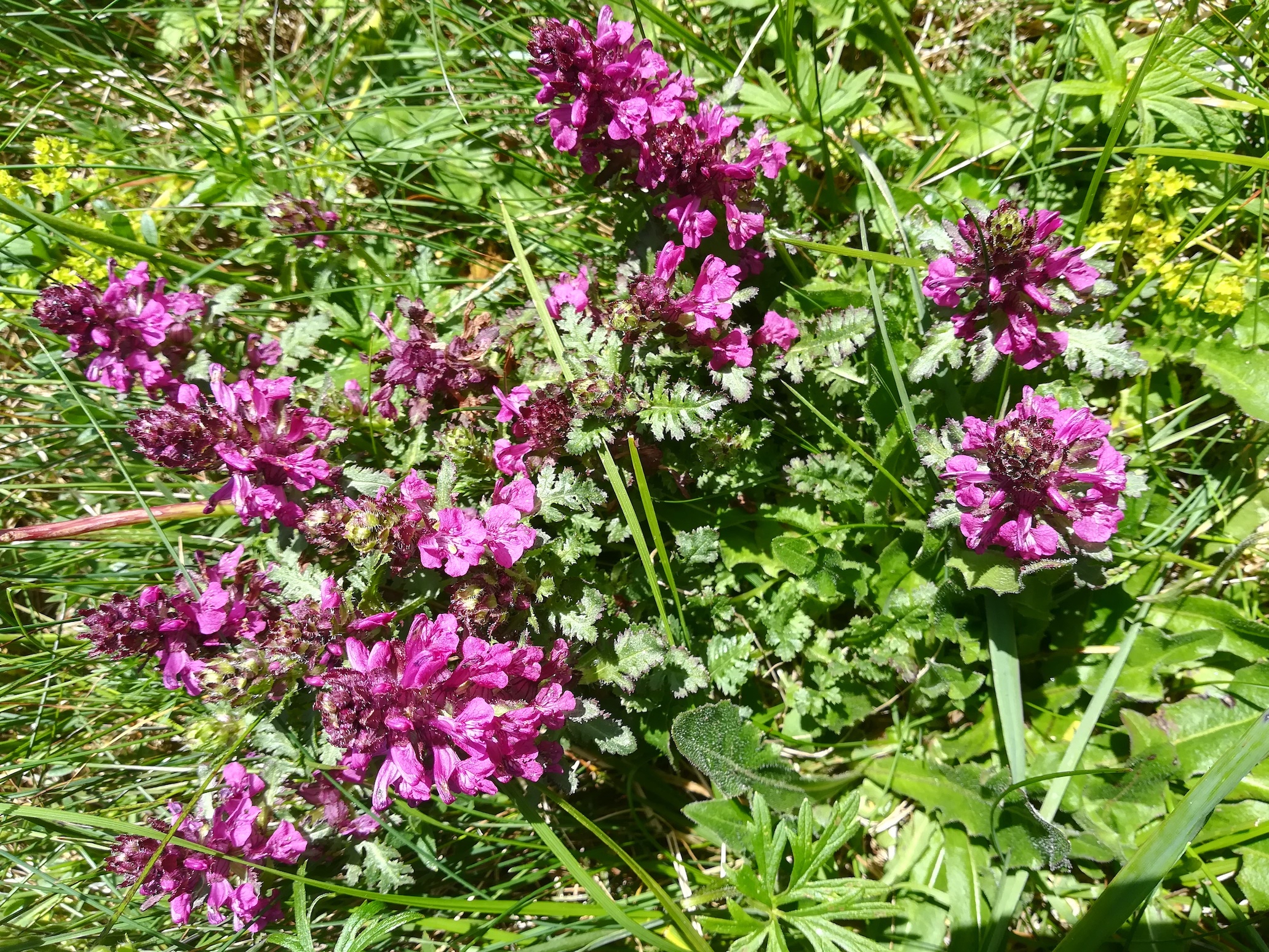 pedicularis verticillata W bergstation rax_20220618_141102.jpg