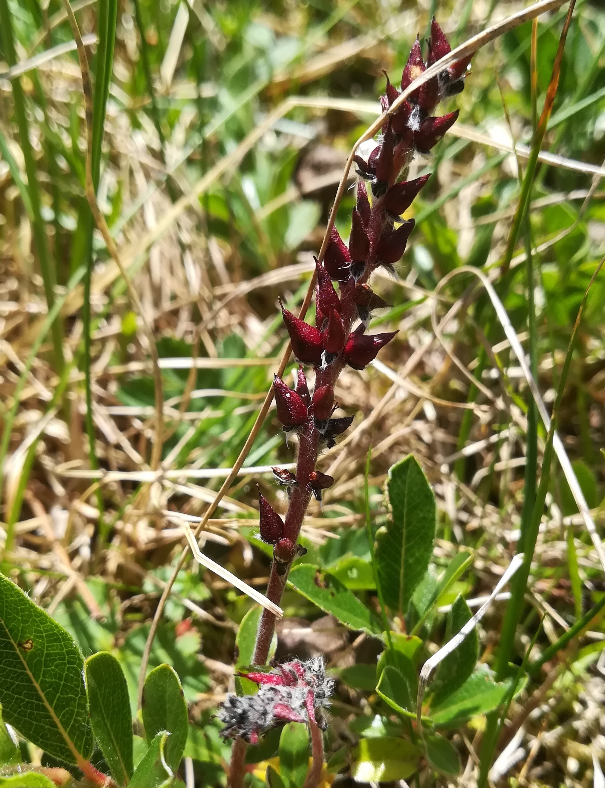 persicaria vivipara schneetälchen W otto-haus rax_20220618_131309.jpg