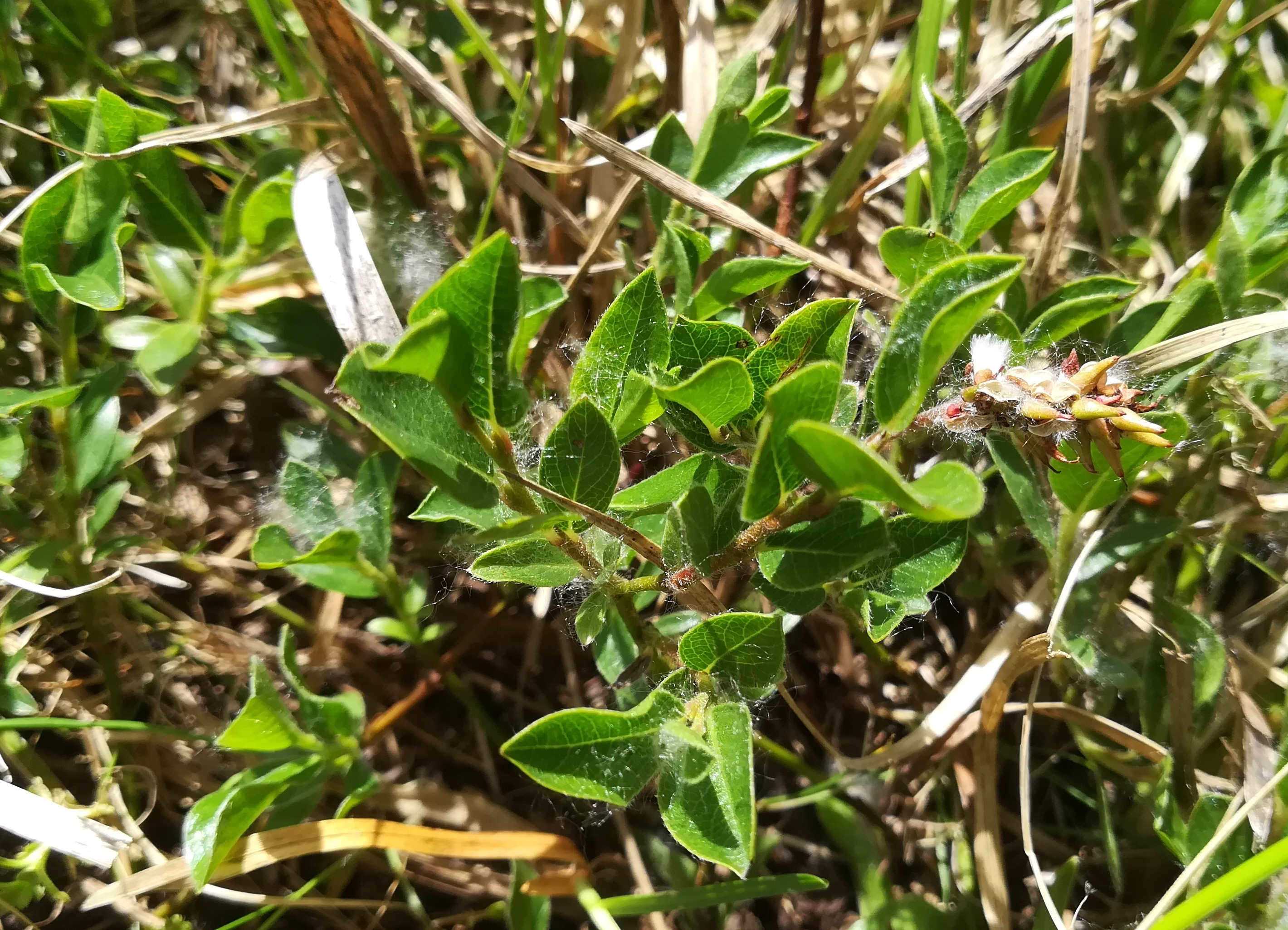 salix cf. alpina schneetälchen W otto-haus rax_20220618_132307.jpg